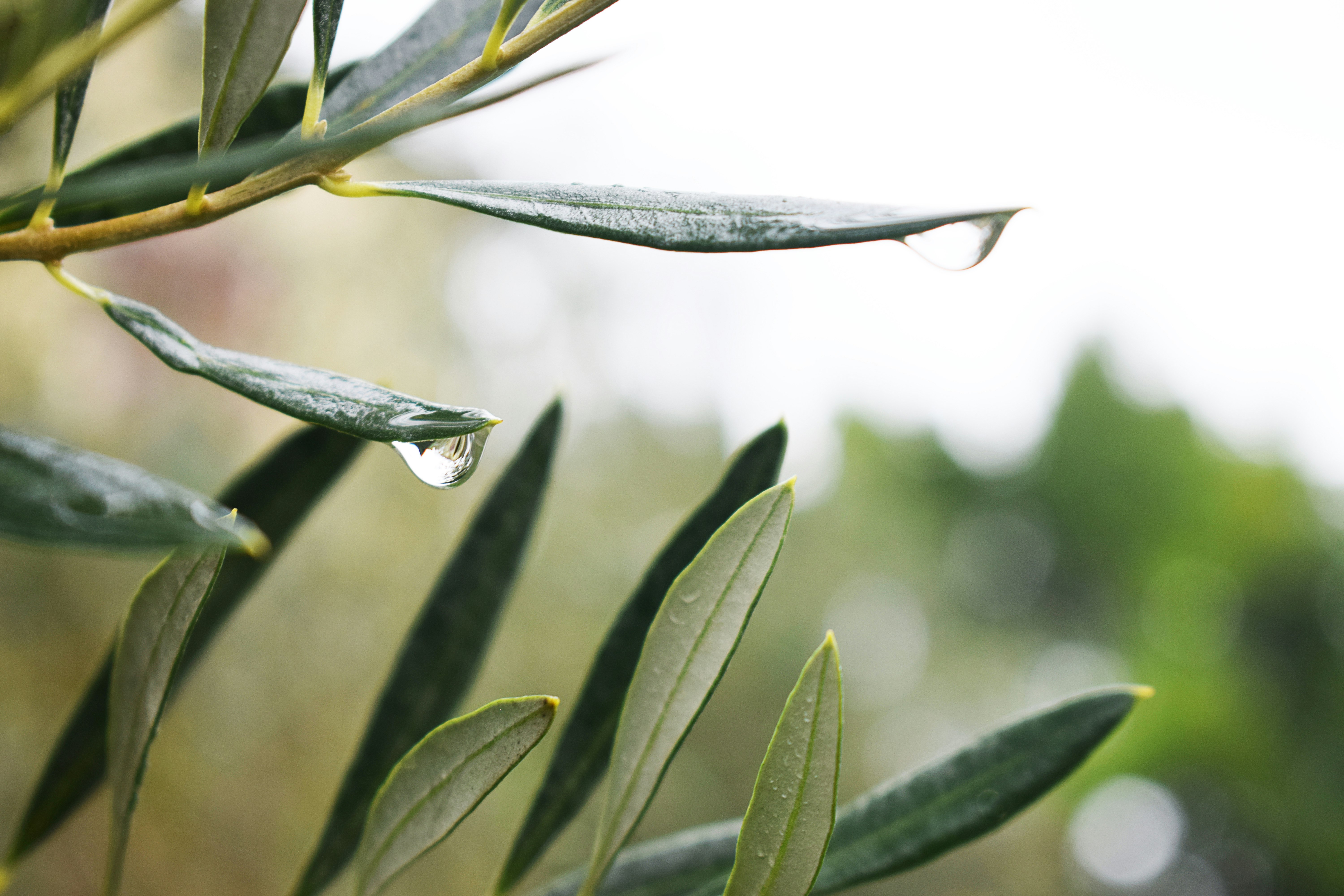 green leaves in tilt shift lens